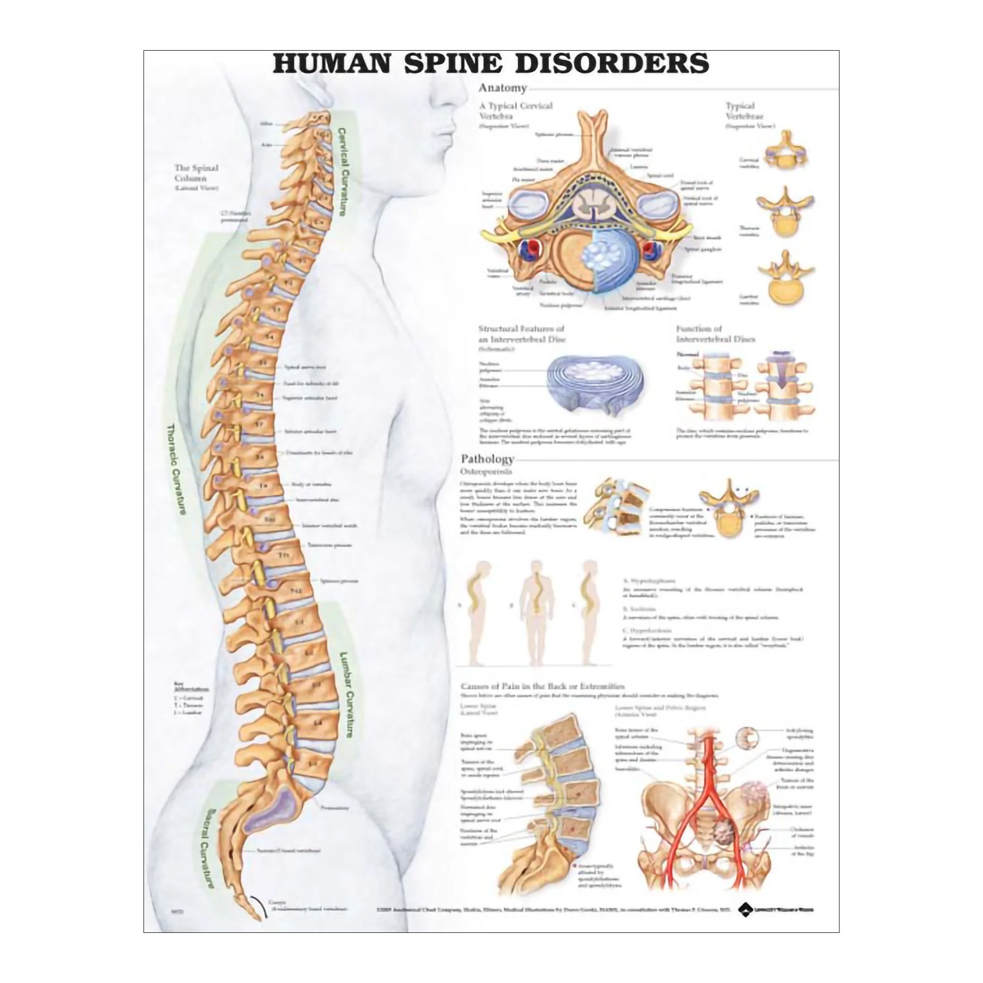 Wolter Kluwer Health Inc Anatomical Chart Company Anatomical Chart